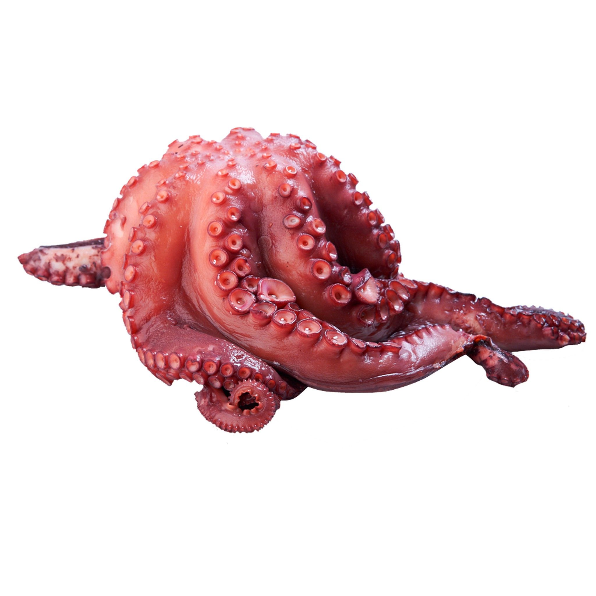 pulpo