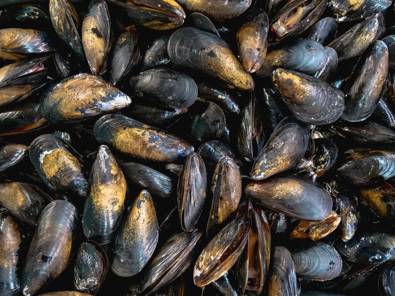 CÓMO LIMPIAR MEJILLONES