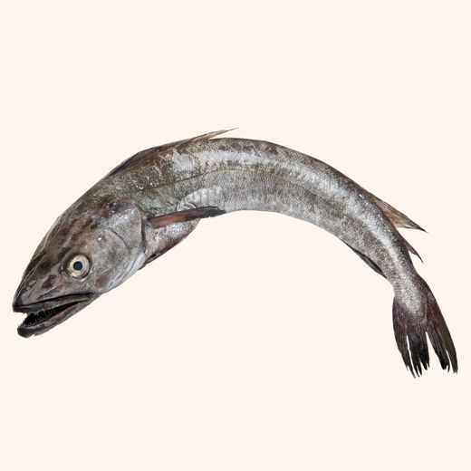 Pescado Blanco
