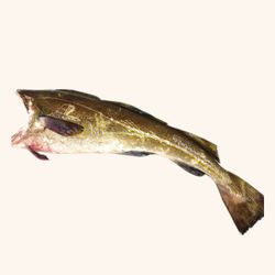 Bacalao Skrei Lomo Y Ventresca 0.800 aprox.