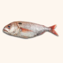 Besugo de la pinta. 1KG- 1´300KG