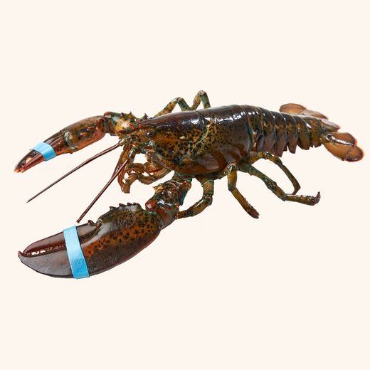 Bogavante Canadiense (500g aprox)