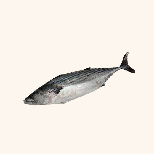 Bonito del Norte Filetes