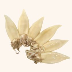 Calamarcito Playa 0.500 aprox en limpio