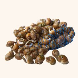 Caracolillo/Bígaro. 500gr