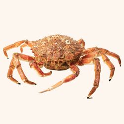 Centolla viva 600/800gr