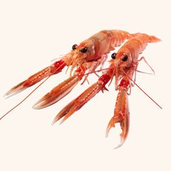 Cigala Viva Gorda (500 g)