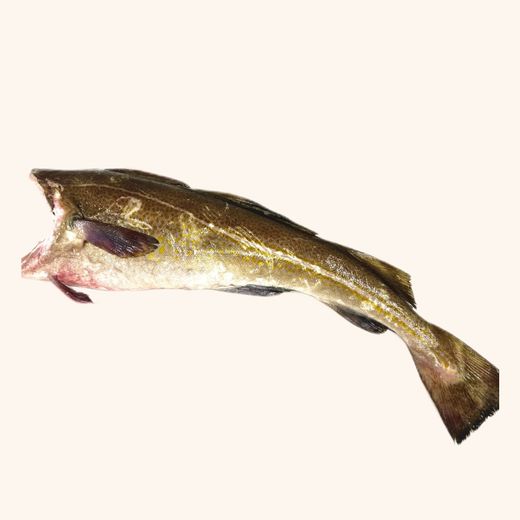 Cola De Bacalao Skrei 0.800 kg aprox.