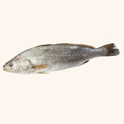 Corvina 1,200 neto