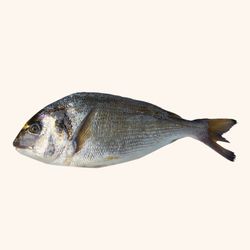 Dorada Limpia y Entera 0.500kg netos aproximadamente