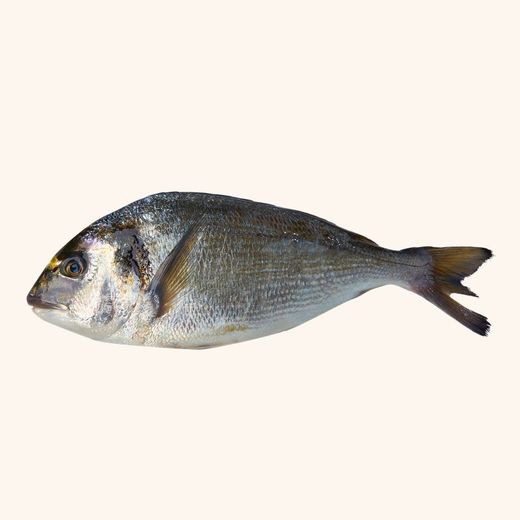 Dorada Limpia y Entera 0.500kg netos aproximadamente