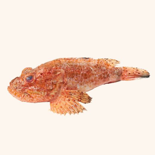 Escorpora o Cabracho. 1kg