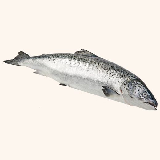 Salmón Noruego Filete  entero (1,3kg aprox).