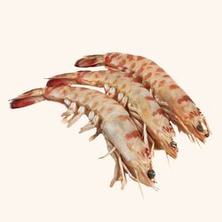 Langostino Mediterraneo Gordo. 20/22 piezas