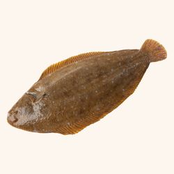 Lenguado de costa pelado y entero.