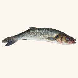 Lubina Salvaje . 1.200Kg aprox.