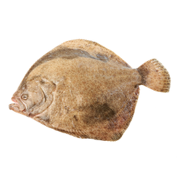Rodaballo Salvaje  500gr