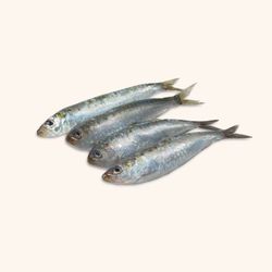Sardina limpia sin cabeza y tripa (400).